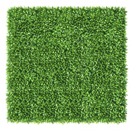 Green Wall Honkenia 50x50 [1]
