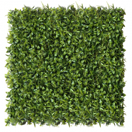 Green Wall Peperomia 50x50 [1]