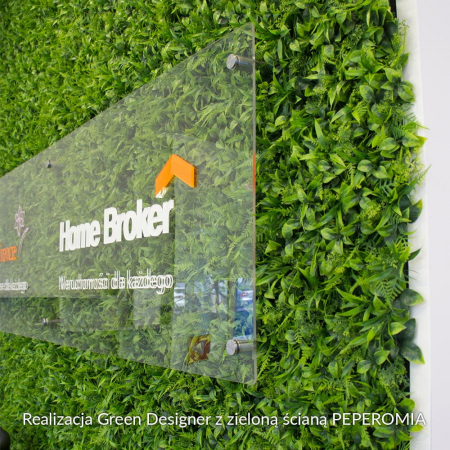 Green Wall Peperomia 50x50 [3]