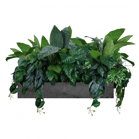 Plante pentru jardiniere - Inserție de ghiveci Târgul exotic
