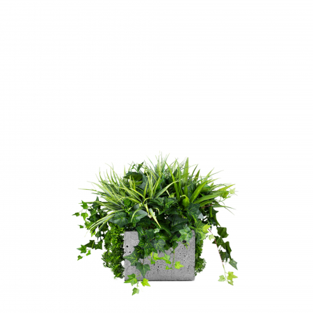 Plante pentru jardiniere - Inserție pentru ghiveci Blue Jay