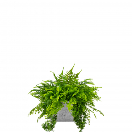 Plante pentru jardiniere - Inserție pentru ghiveci Ibis