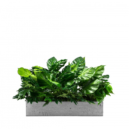 Plante pentru jardiniere - Inserție pentru ghiveci Las Palmas