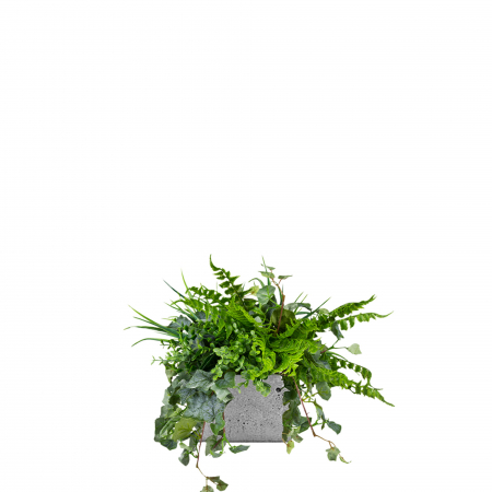 Plante pentru jardiniere - Inserție pentru ghiveci Seagul