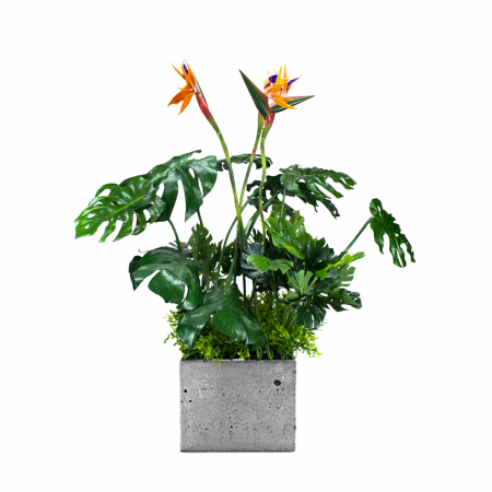 Plante pentru jardiniere - Inserție pentru ghiveci Sunrise