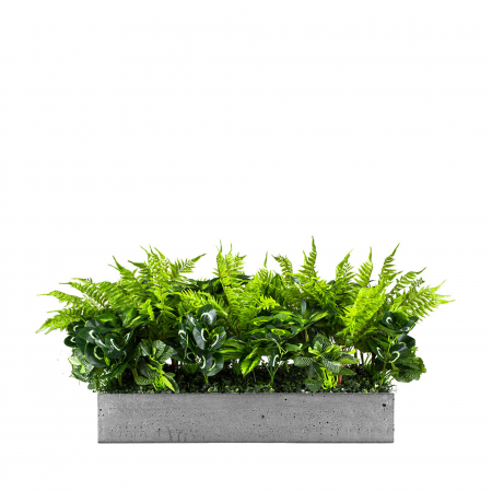 Plante pentru jardiniere - Inserție pentru ghiveci Sunshine Spirit