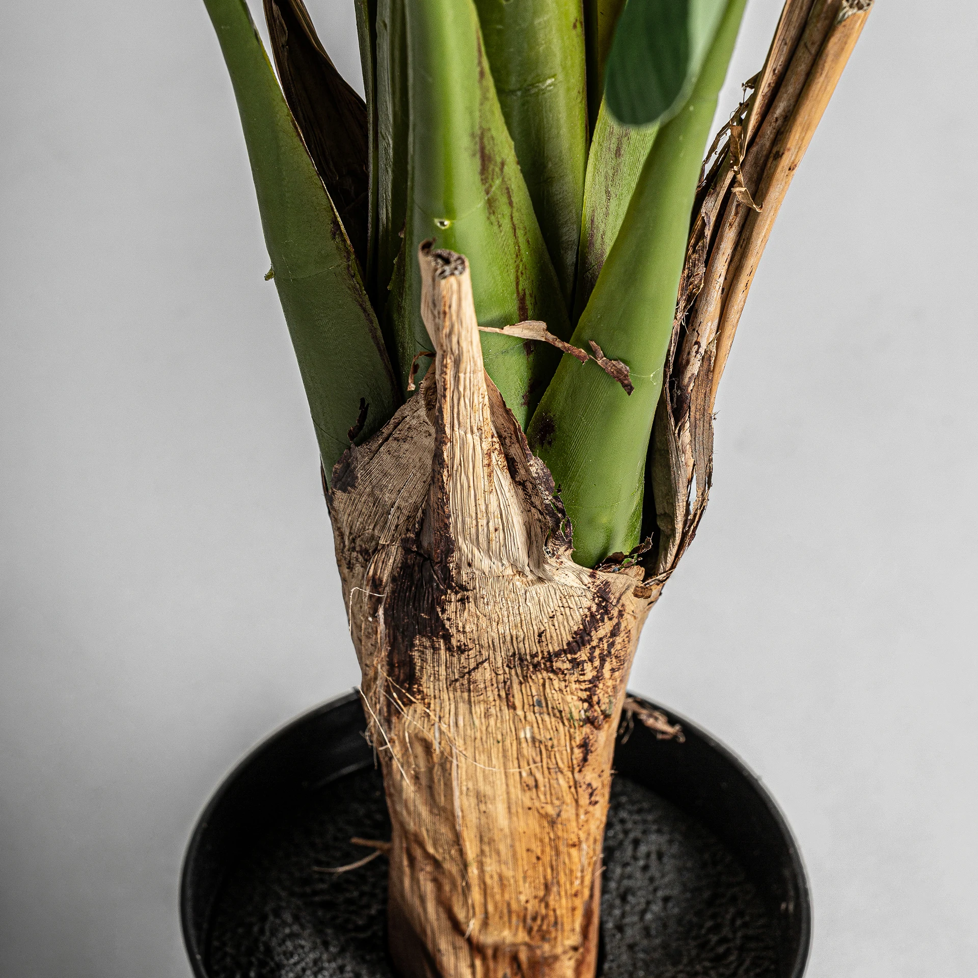 PLANTA BANANERA VicalHome 29116 [3]