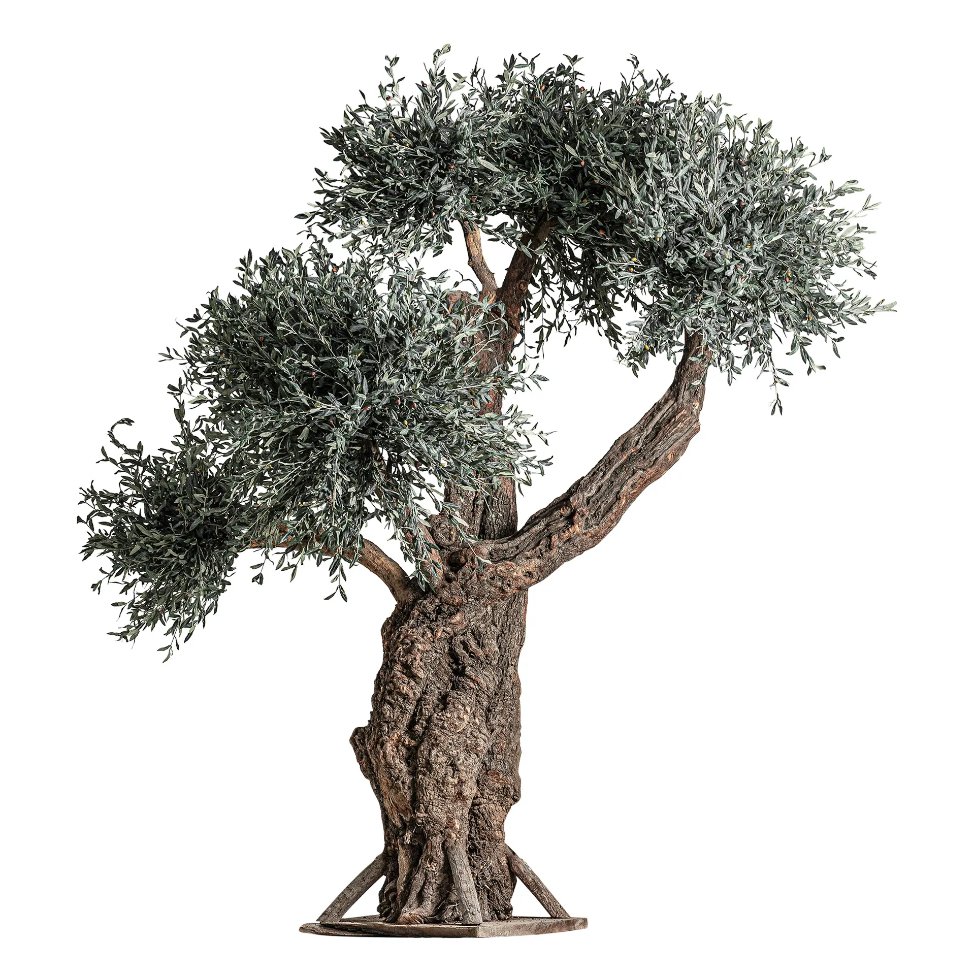 Produse - PLANTA DE MASLIN VicalHome 38084