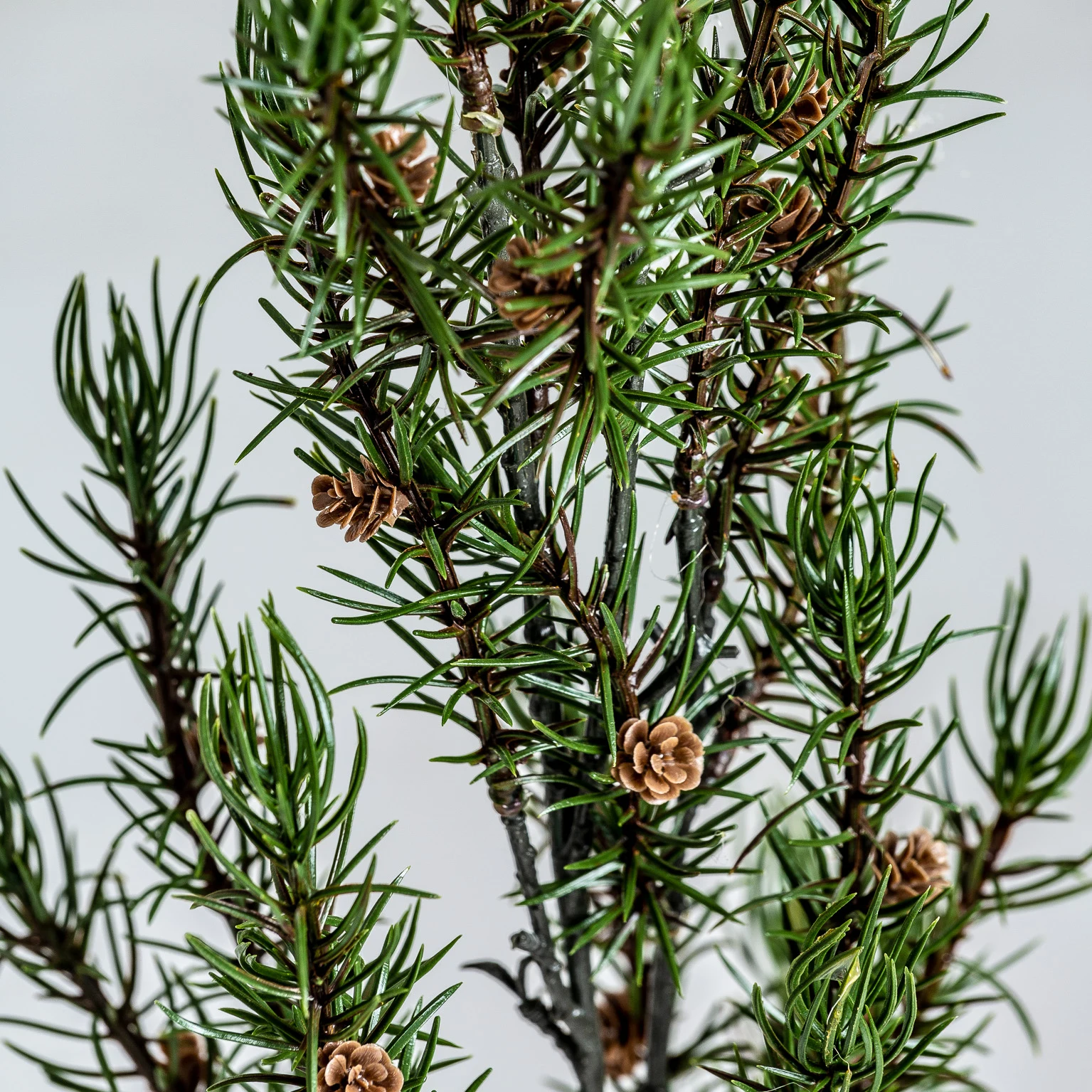 PLANTA DE ROZMARIN VicalHome 26341 [7]