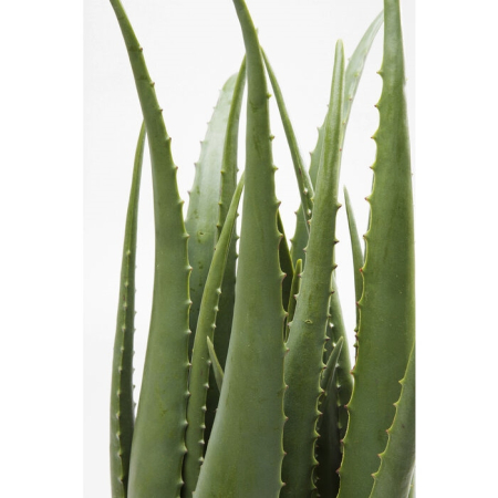 Plantă Decorativă Aloe 20x20x69 cm, Eva - Kare Design [1]