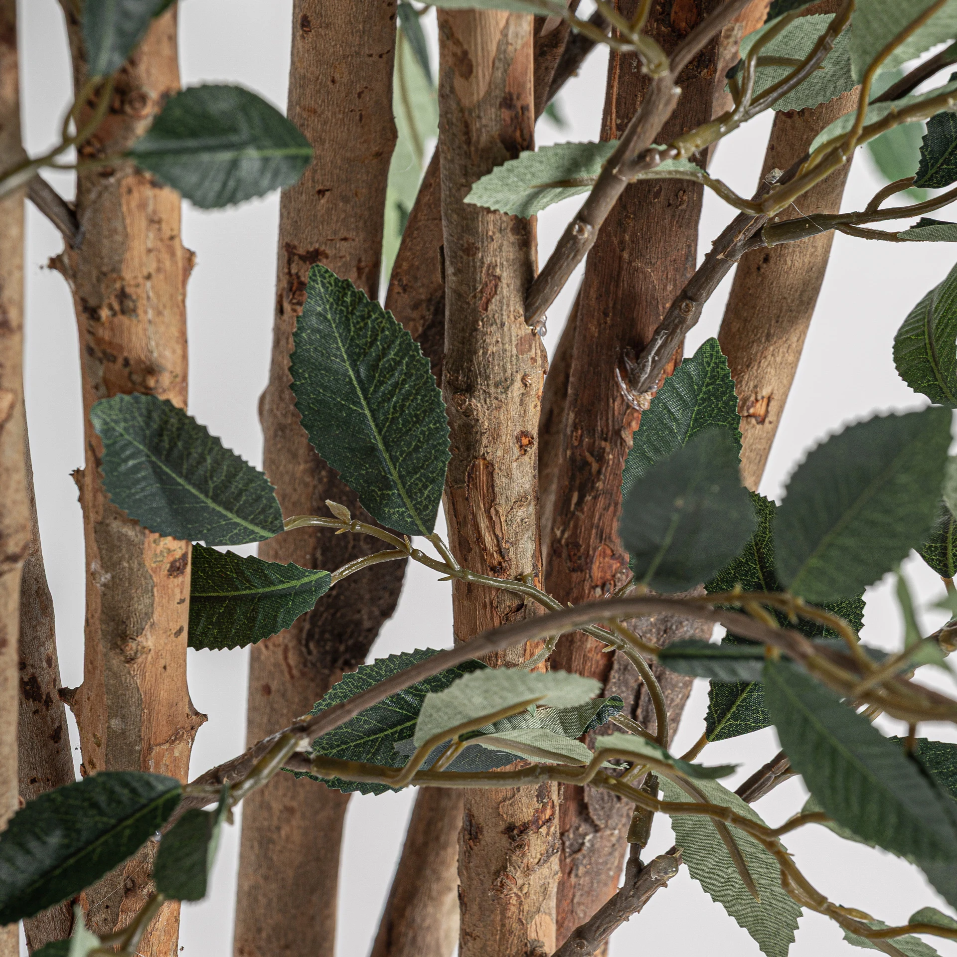 Planta ficus VicalHome 37730 [3]