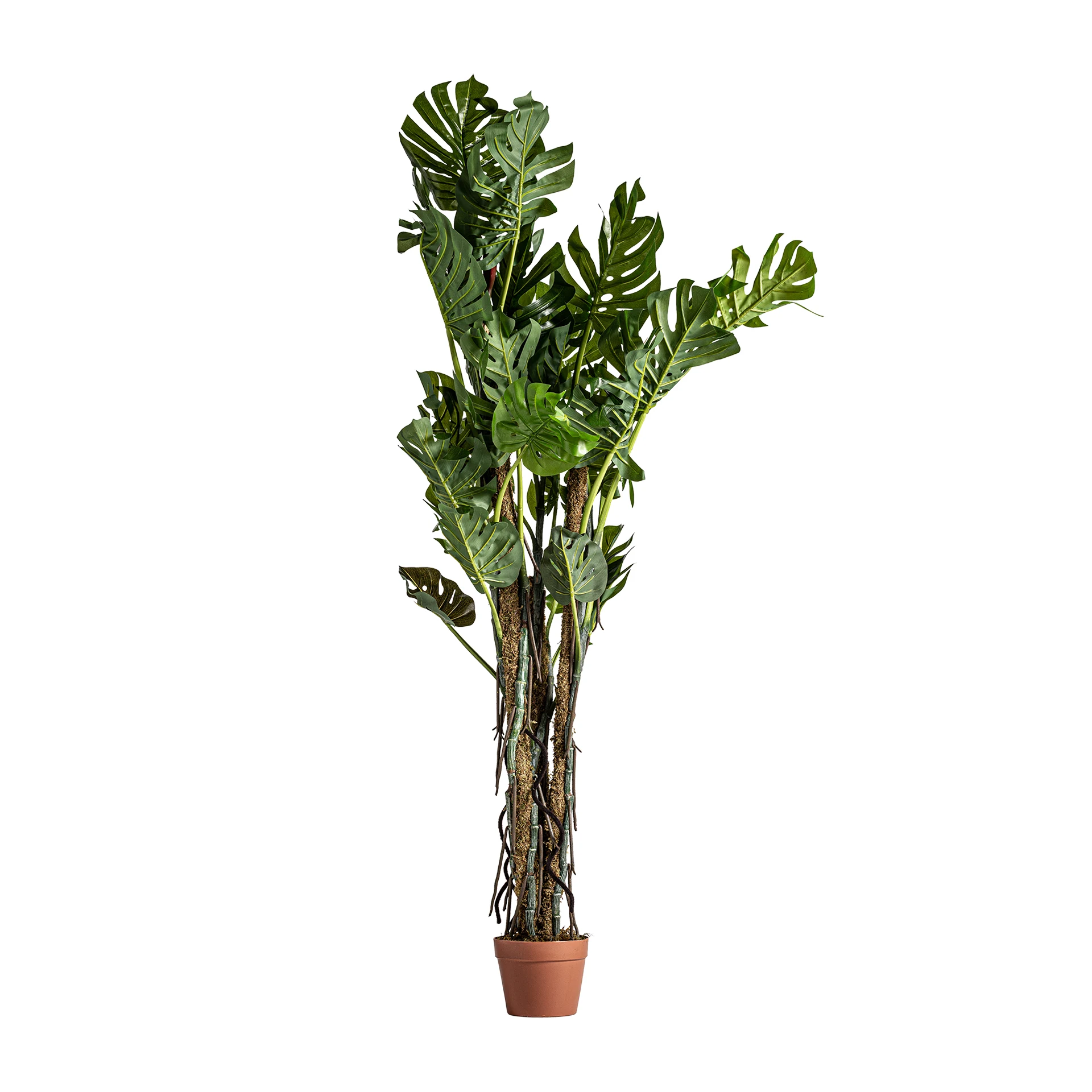 Produse - Planta Philo Split VicalHome 22689
