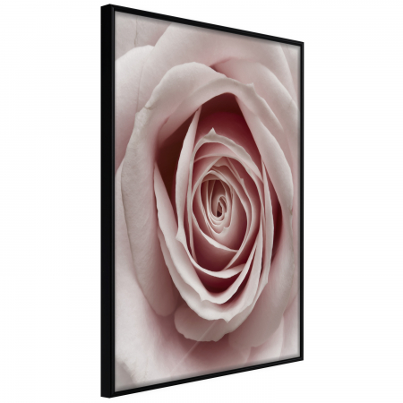 Produse - Poster - Rosebud