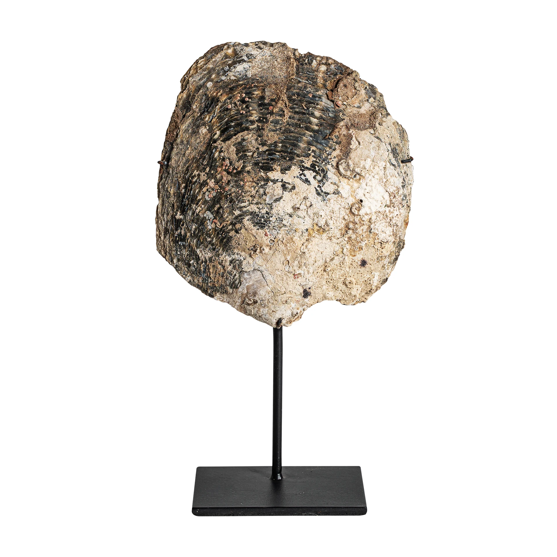 Produse - Sculptura Decorativa din Cochilie si Fier, Tonuri Neutre, 15x7x33 cm, Stil Nordic - VicalHome 36574