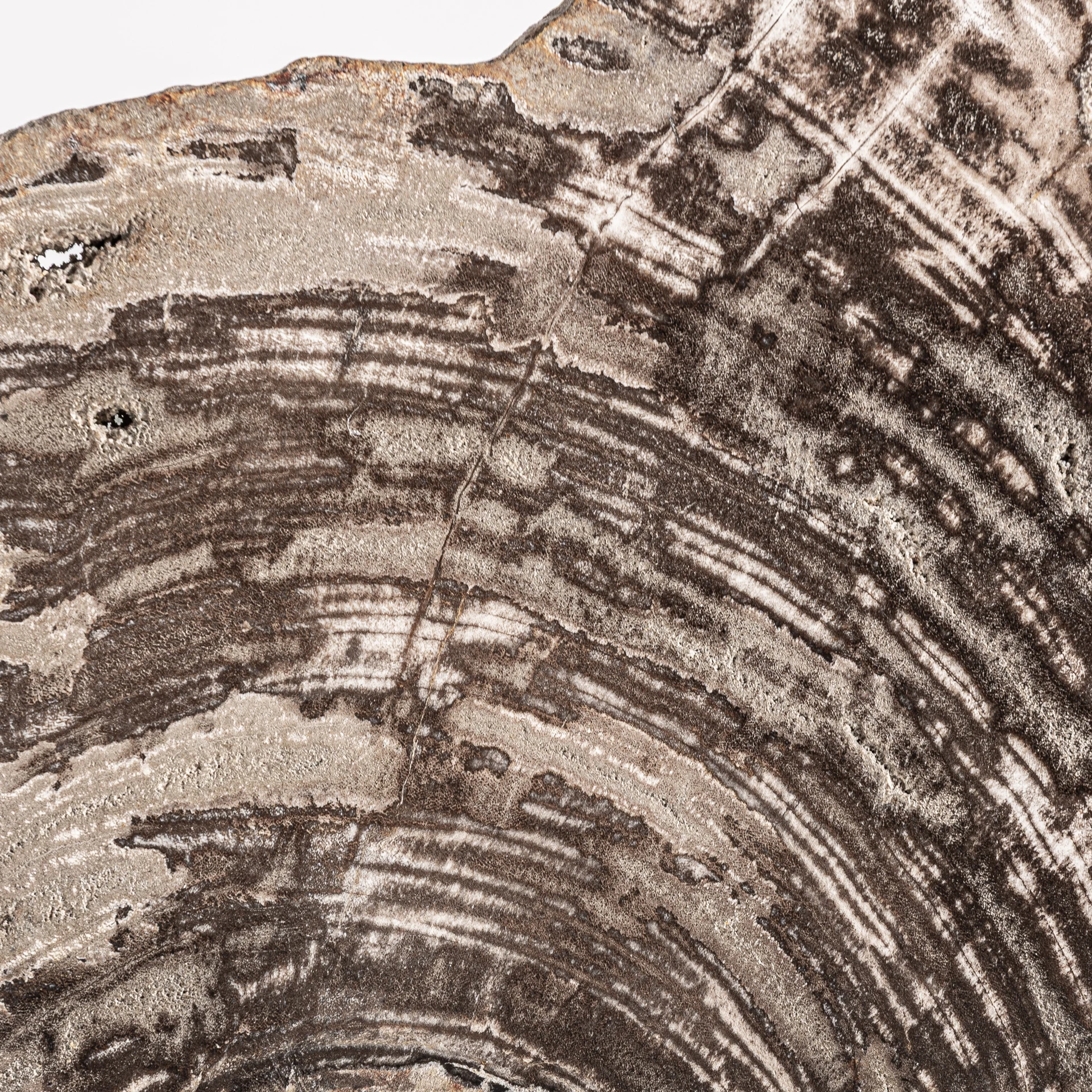 Sculptura Decorativa din Fier si Lemn Pietrificat, Gri, 30x7x35 cm, Stil Nordic - VicalHome 37447 [3]