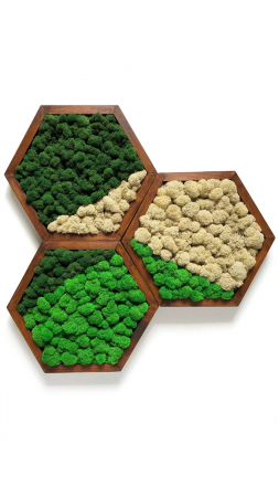 Set 3 tablouri hexagon licheni Buckley 30/40 cm, 3HE30V-WE - Lacraru [5]