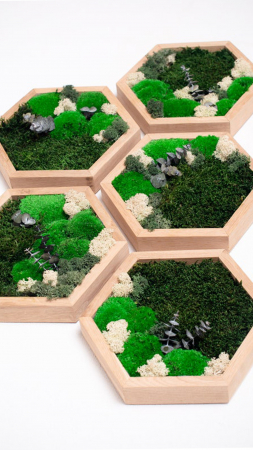 Set 5 tablouri hexagon cu licheni, muschi si plante Rivas 30/40 cm, 5HE30LM-WH - Lacraru [2]