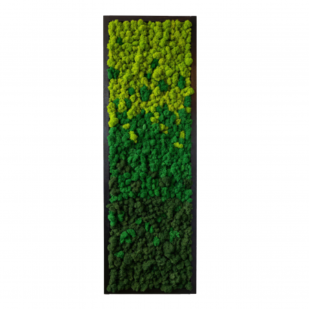 Tablouri licheni - Tablou cu licheni naturali stabilizati Forest Gradient 30x90 / 40x120 cm, TB16LIC_30x90 - Lacraru