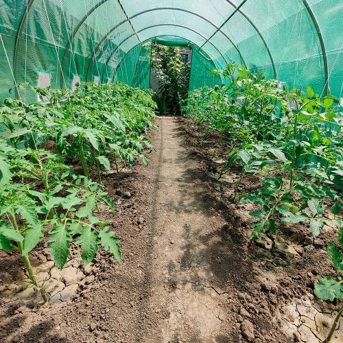 Pelicullă pentru seră 6x4x2,5m – Armată 240 g/m², rezistență maximă și ventilație perfectă [4]