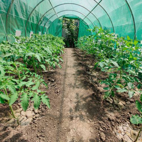 Pelicullă pentru seră Tehno MS 8x3x2,25 m – Armată 200 g/m², rezistență maximă și ventilație perfectă [6]