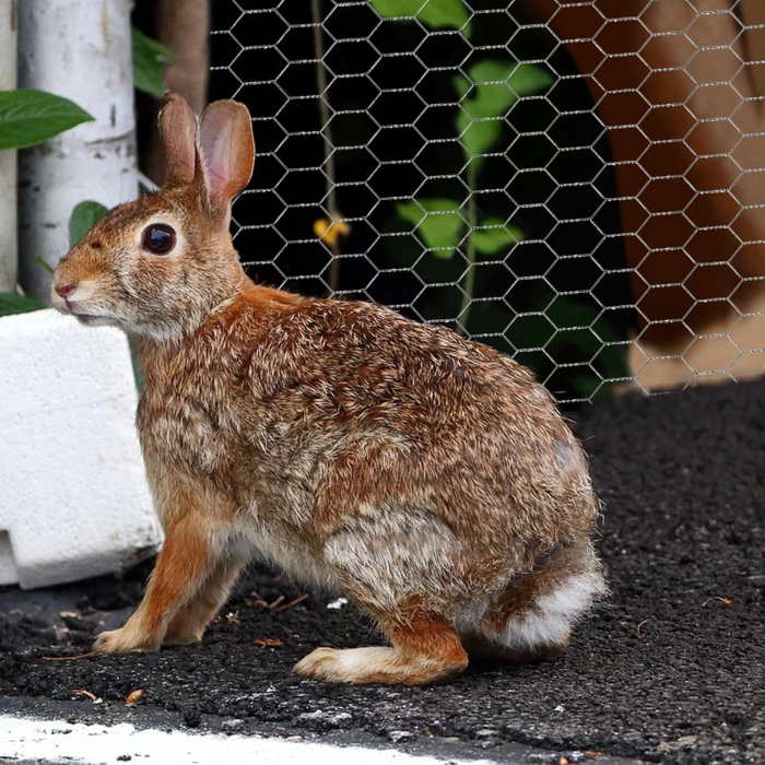 Plasă de sârmă hexagonala galvanizata, plasa pentru voliere, 40cmx5m [6]