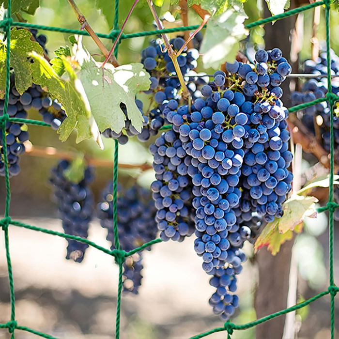 Plasa verde de crestere a plantelor cataratoare 5x2 m [4]