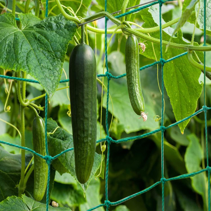 Plasa verde de crestere a plantelor cataratoare 5x2 m [3]