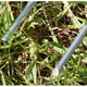 Carlige galvanizate, de 15 cm si latime de 2, 5 cm, in forma de U pentru fixarea in siguranta a tesaturii de control a buruienilor- set 100 buc [2]