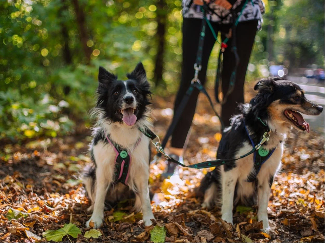 Pawtrail pórázelosztó 2 kutyához - többkutyás séta tartozék [2]