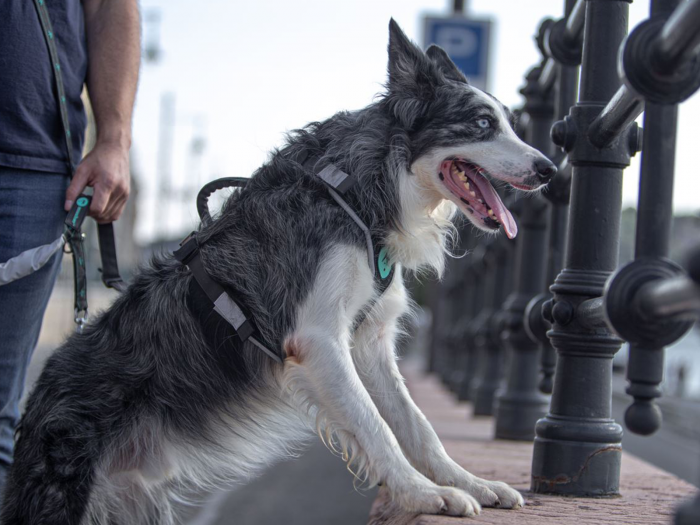 Freespirit Adjustable Dog Harness - For Hiking & Obstacle Races [2]