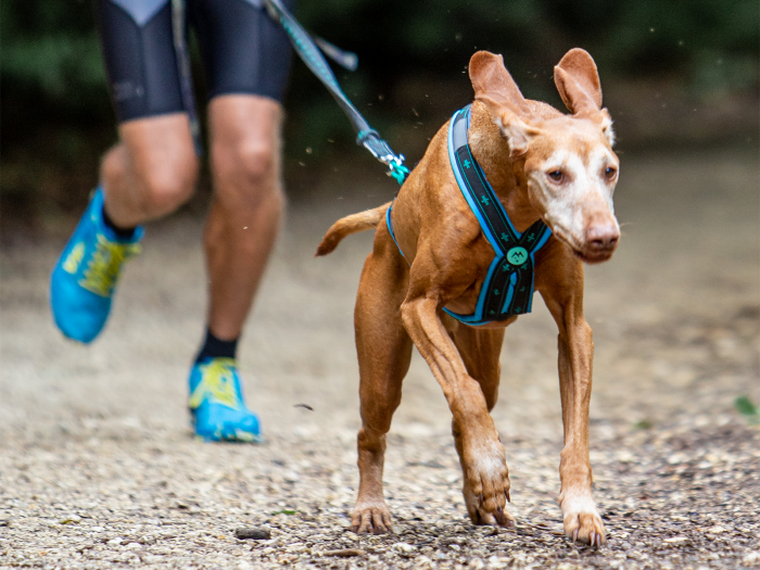 Koyuk Harness - Padded pulling harness for active dogs [2]