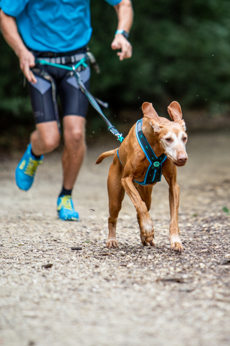 Koyuk Harness - Padded pulling harness for active dogs [2]