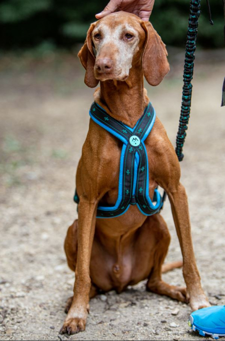 Koyuk Harness - Padded pulling harness for active dogs [3]