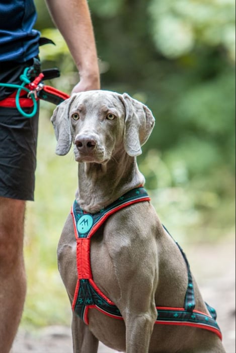 Takotna Harness - Padded X-Back Pulling Harness for active dogs [3]