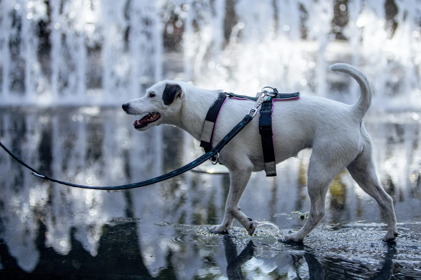 Pawtrail Vario - állítható kutyapóráz két karabinerrel [2]