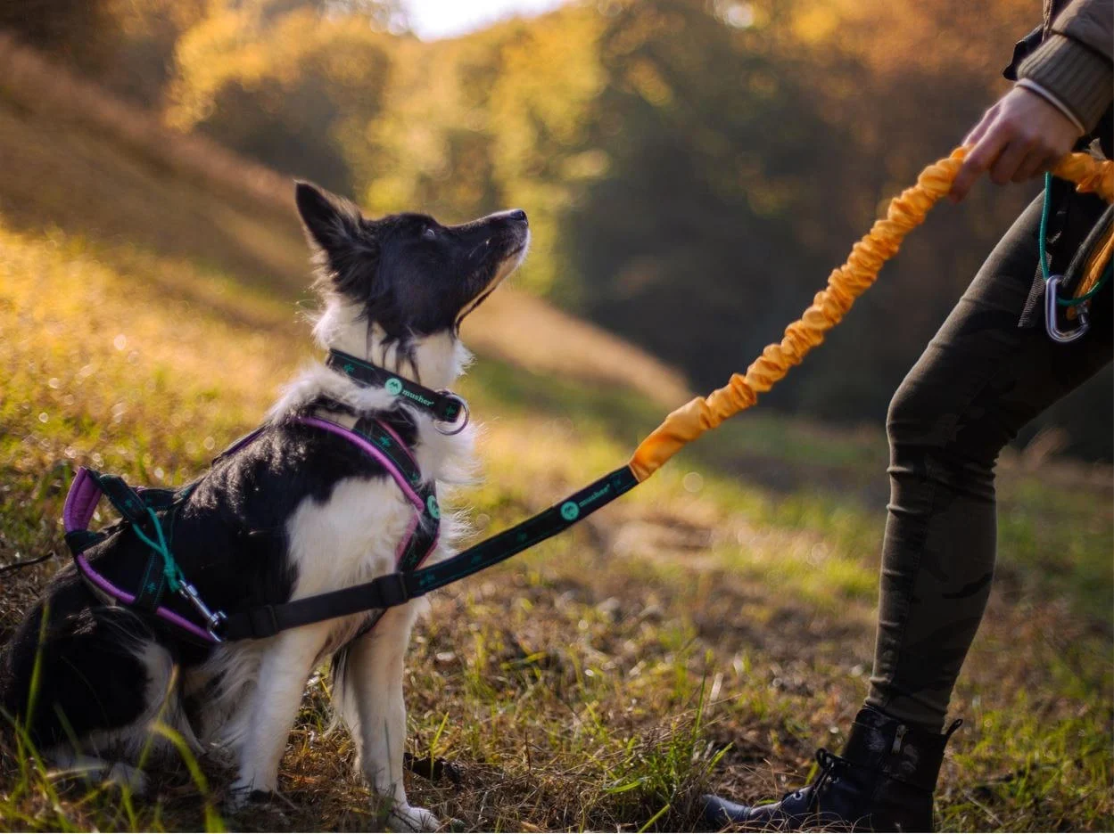 Musher Freespirit - Adjustable Bungee Leash for Hobby Dog Sports [3]
