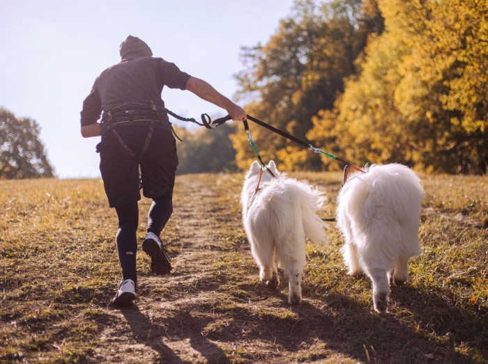 Musher Koyuk Bungee leash - 2 dogs, Canicross & Bikejoring [2]