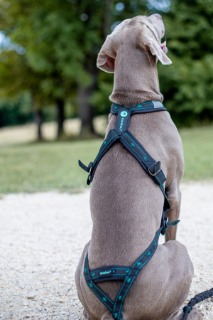 Balance Harness - Adjustable Sport Dog Harness for Active Dogs [3]