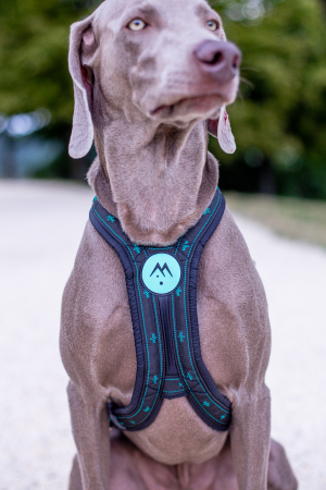 Balance Harness - Adjustable Sport Dog Harness for Active Dogs [2]