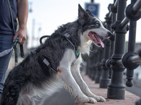 Freespirit Adjustable Dog Harness - For Hiking & Obstacle Races [1]