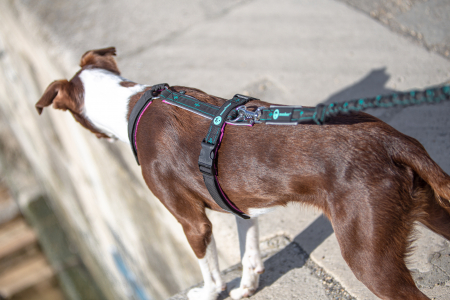 Urbanpaw Adjustable Dog Harness - Lightweight Everyday Harness [4]