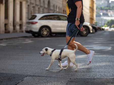 Urbanpaw Adjustable Dog Harness - Lightweight Everyday Harness [1]