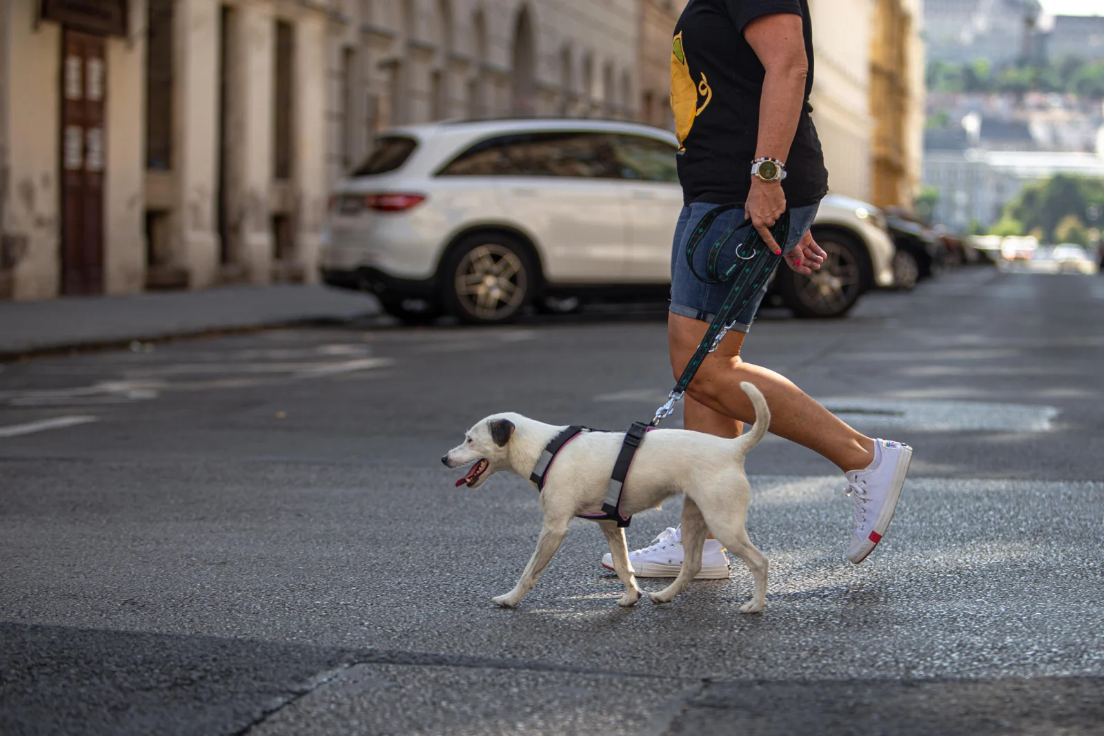 Urbanpaw Adjustable Dog Harness - Lightweight Everyday Harness [1]