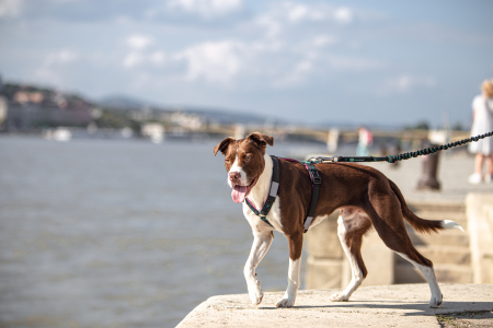 Urbanpaw Adjustable Dog Harness - Lightweight Everyday Harness [3]