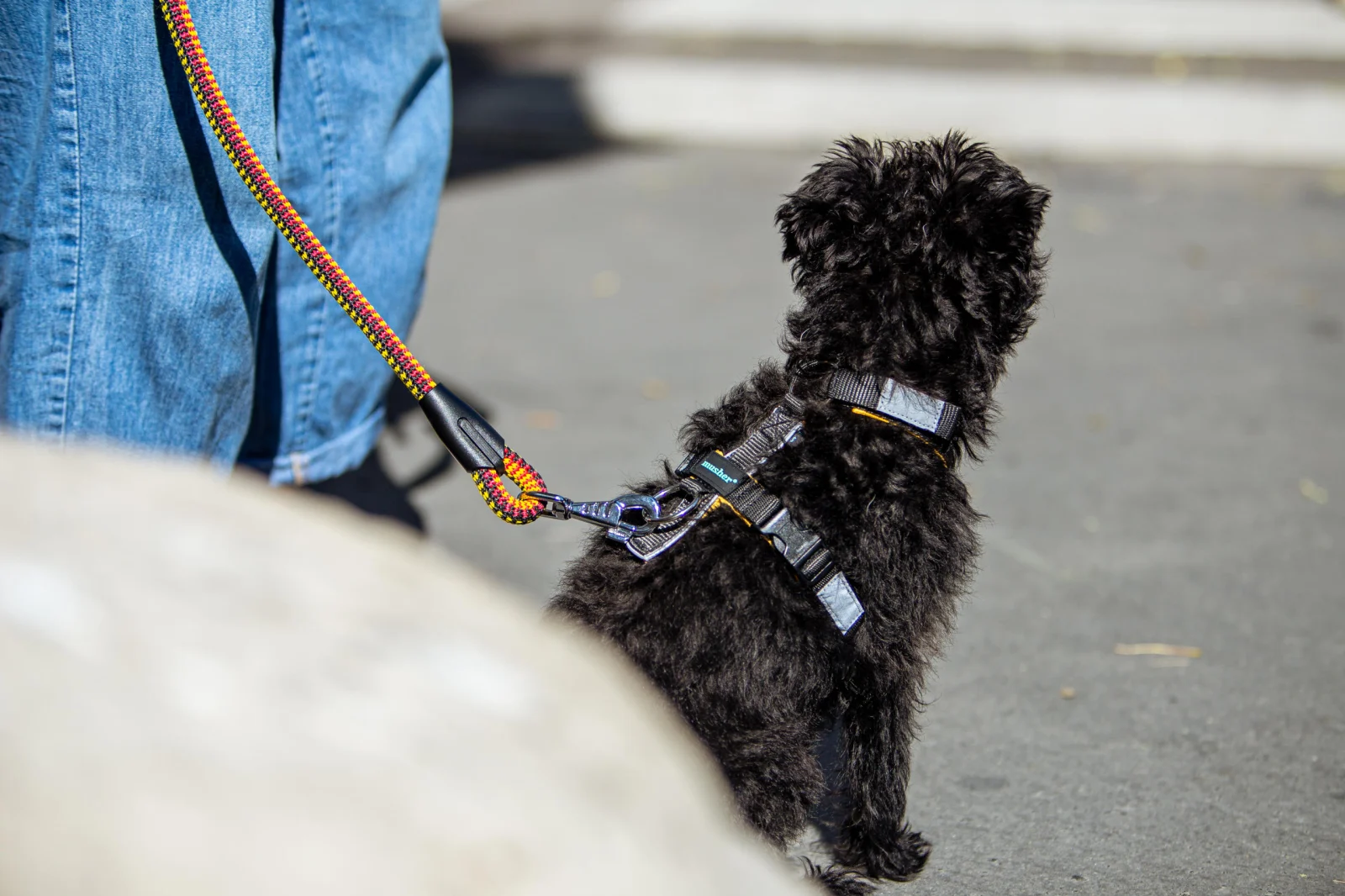 Urbanpaw Adjustable Dog Harness - Lightweight Everyday Harness [2]