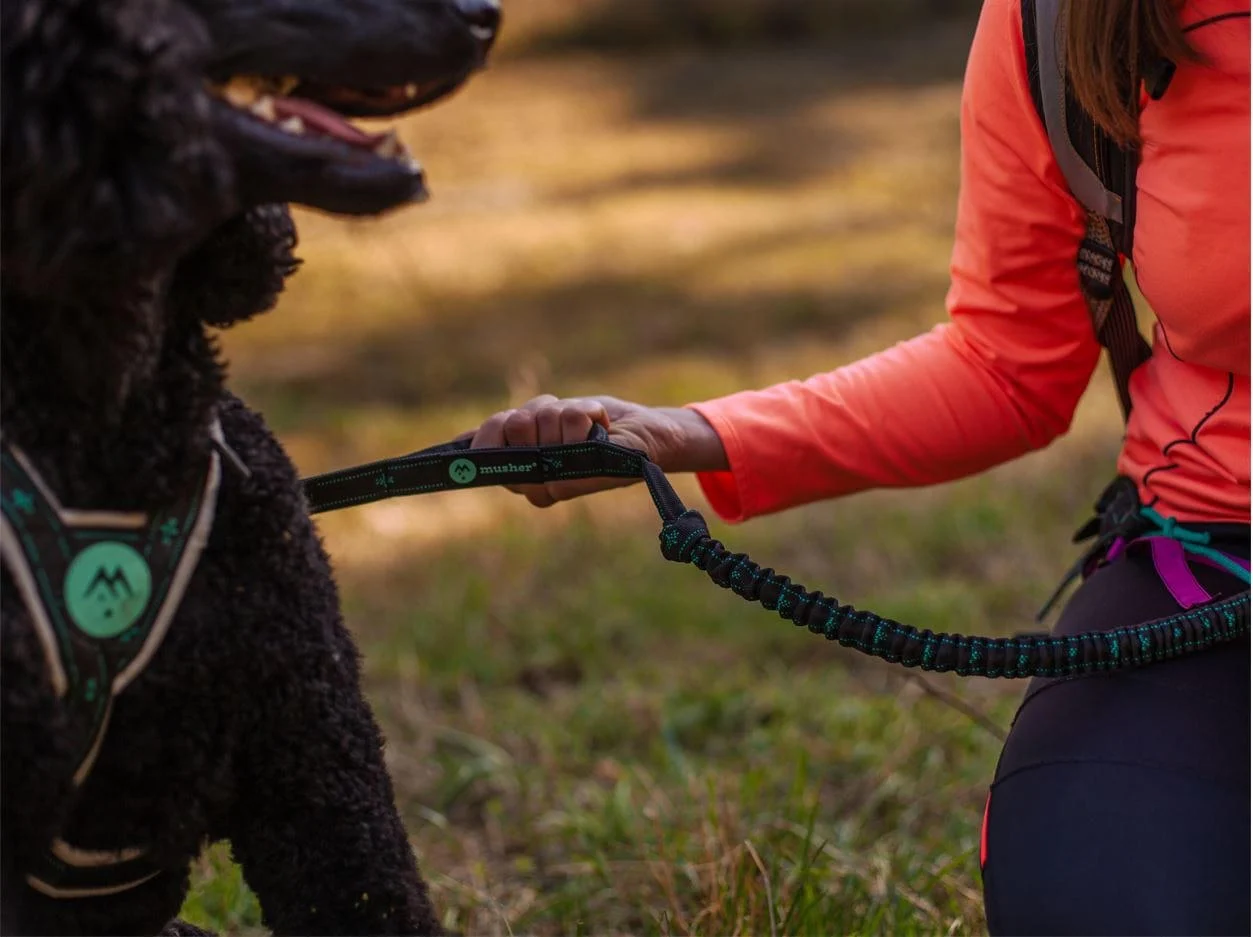 Musher Anvik Bungee Leash - For Canicross, Hiking, Bikejoring [1]