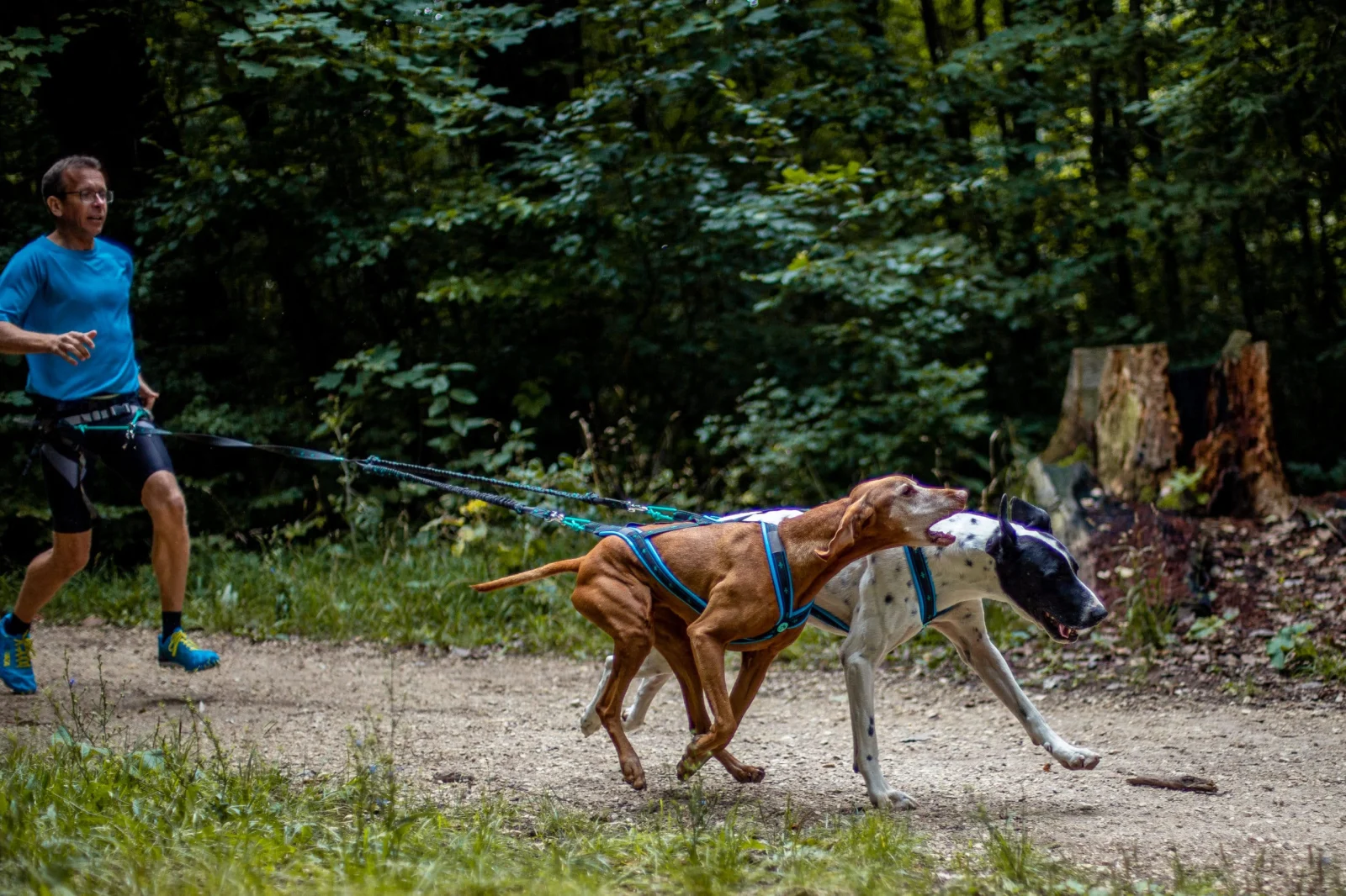 Musher Anvik Bungee Leash - 2 Dogs, Pulling Sports Gear [1]