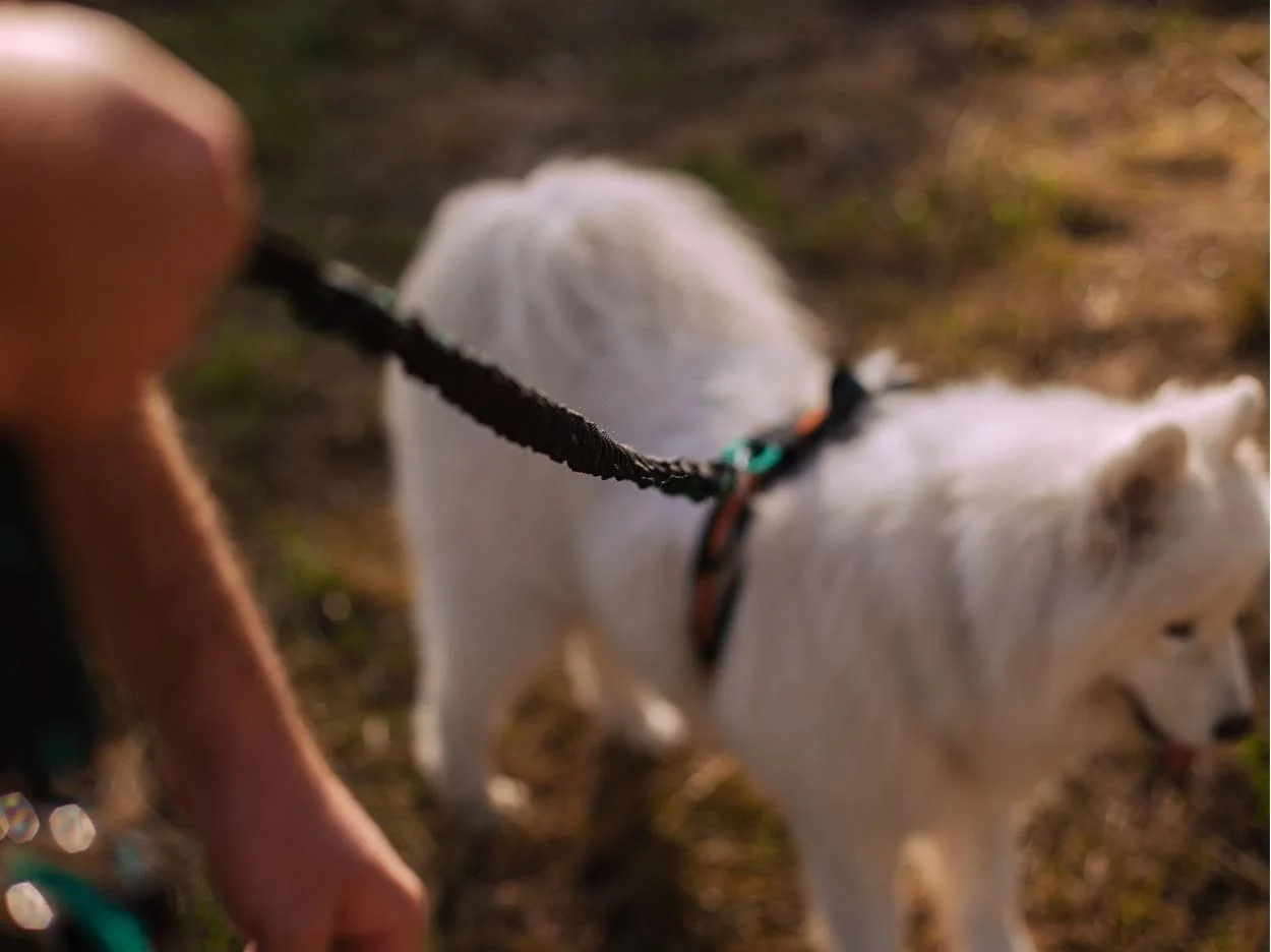 Musher Balance Bungee Leash - Sport line for one dog [1]