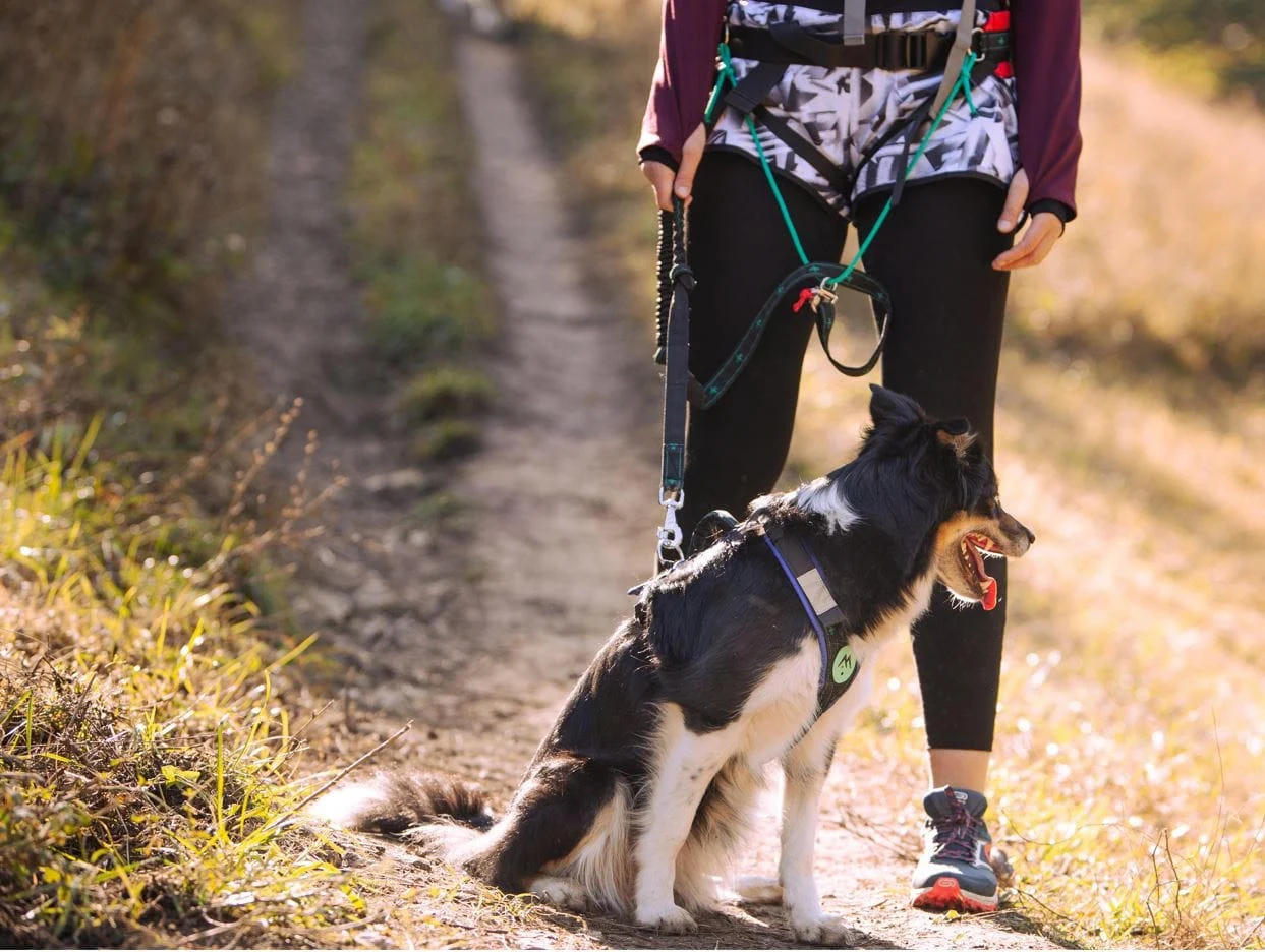 Musher Koyuk Bungee Leash - 1 dog, Pulling Sport Gear [1]