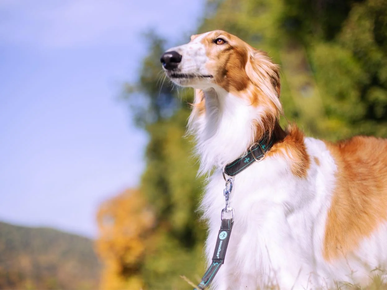 Koyuk adjustable collar - durable and secure for active dogs [1]